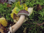 Bay Bolete, Boletus badius